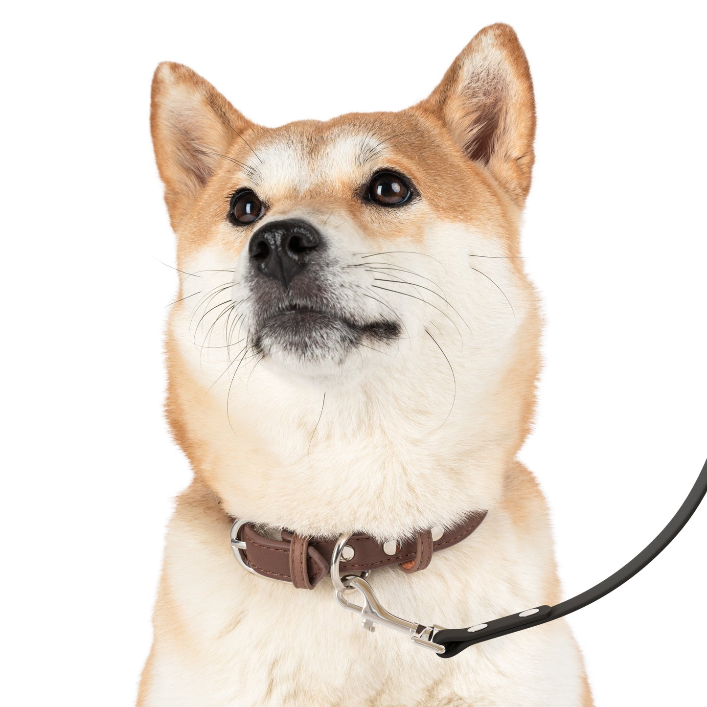 WYAOTR Pet Leash